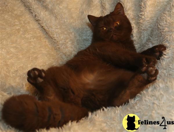 BritishRoyalCats.com Picture 2